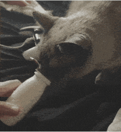 a person is feeding a cat from a small white bottle that says milk
