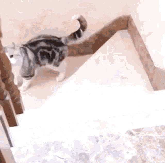 Cat Roll GIF - Cat Roll Stairs GIFs