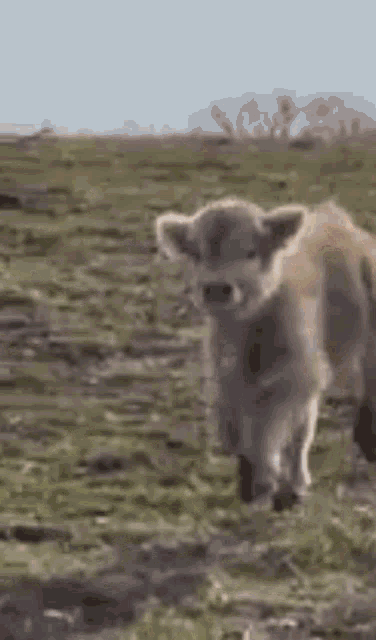 Cow Cute GIF - Cow Cute Mika GIFs