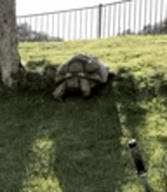 Turtle Funny GIF - Turtle Funny GIFs
