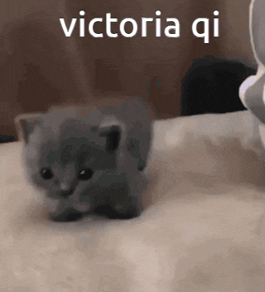 a small gray kitten is sitting on a bed with the words `` victoria qi '' written on it .