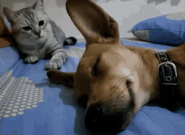 Cat Wakes Dog Cat Dog GIF - Cat Wakes Dog Cat Dog Cat Wakes GIFs