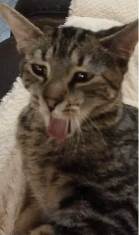 Yawn Cat GIF - Yawn Cat Bored GIFs