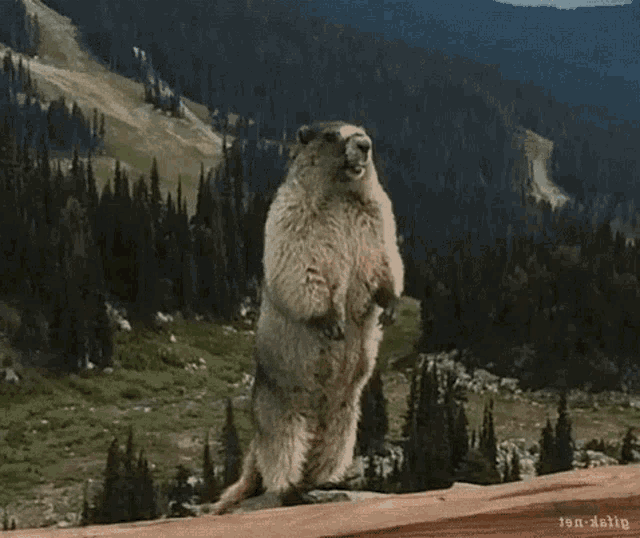 a groundhog is standing on its hind legs in front of a forest .