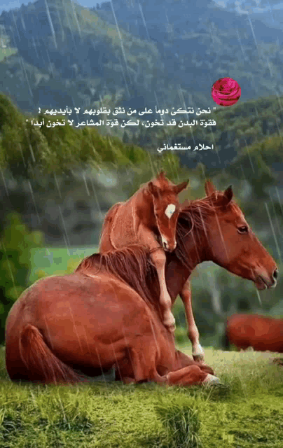 Horse Raining GIF - Horse Raining Rose GIFs