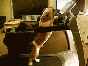 a dog standing on its hind legs on a treadmill in a living room
