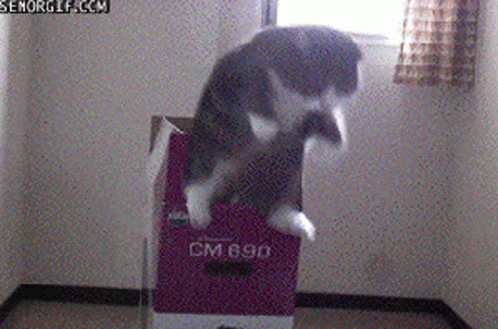 Jump Infinite Cat GIF - Jump Infinite Cat Hopping GIFs