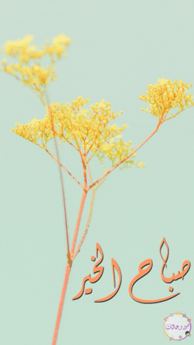 a yellow flower with arabic writing on the bottom