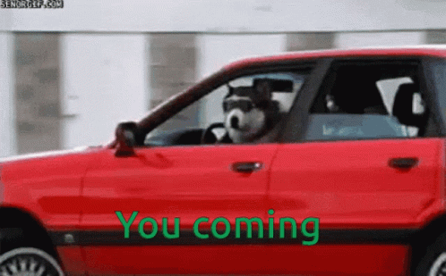 Dogs Dog Driving GIF - Dogs Dog Driving Car GIFs