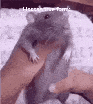 a person is holding a gray hamster in their hand .