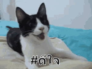 a black and white cat is laying on a bed with its mouth open and a blue background .