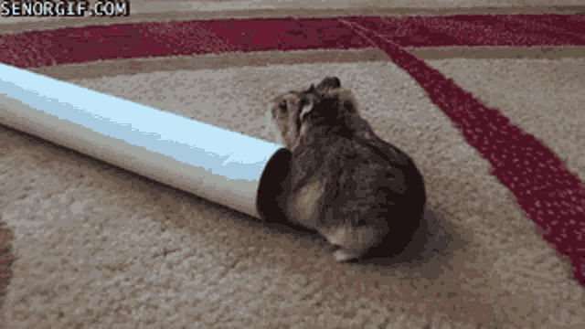 Hamster Tube GIF - Hamster Tube Fat GIFs