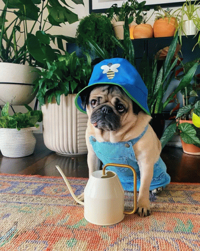 Pug GIF - Pug GIFs