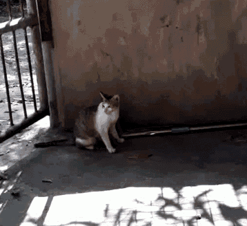 a cat is standing in front of a wall and looking at the camera