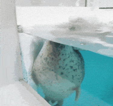 Seal Silly GIF - Seal Silly Silly Seal GIFs