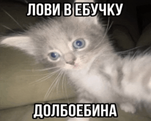 a kitten with blue eyes is sitting on a couch with a caption in a foreign language