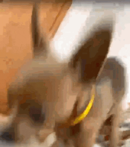 a close up of a dog wearing a yellow collar and looking at the camera .
