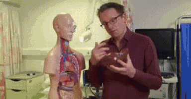 a man in a red shirt is holding a model of a human body