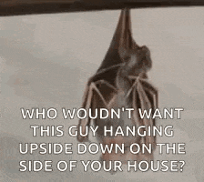 a bat is hanging upside down on a rope .