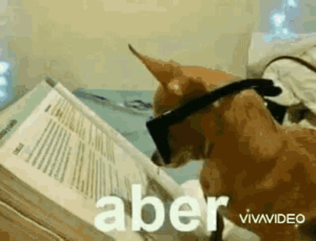 a small dog wearing glasses is reading a book .