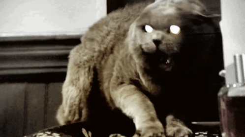 Cat Angry Mad Cat GIF - Cat Angry Mad Cat Mean Cat GIFs
