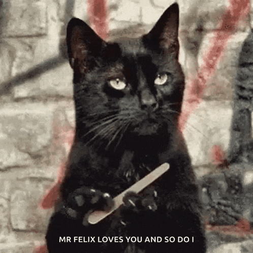a black cat is holding a nail file in its paws and saying mr felix loves you and so do i .