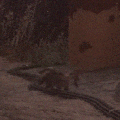 a spider is crawling on the ground in front of a building in the desert .