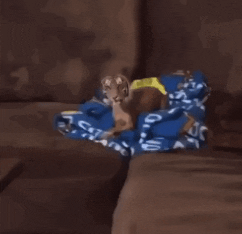 a dog that looks like a tiger is standing next to a couch