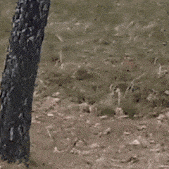 a german shepherd is running through the woods