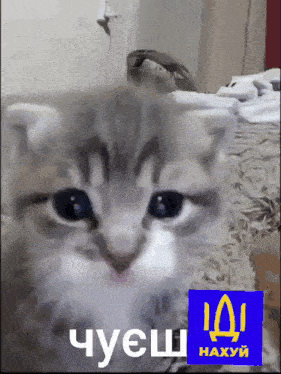 a close up of a cat 's face with a blue sticker that says naxyi