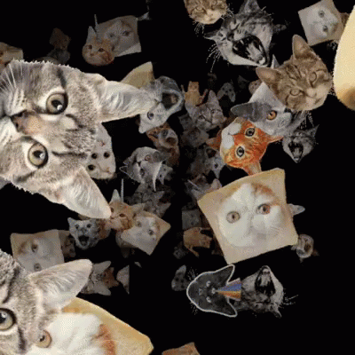 Cats Kittens GIF - Cats Kittens Cat GIFs
