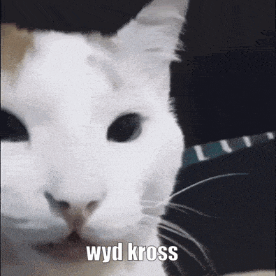 a close up of a white cat with the words wyd kross written on it