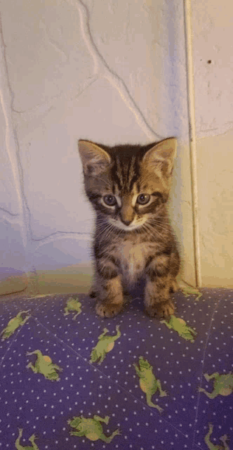a small kitten is sitting on a purple polka dot blanket with frogs on it