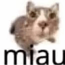 Miau Miauu GIF - Miau Miauu GIFs