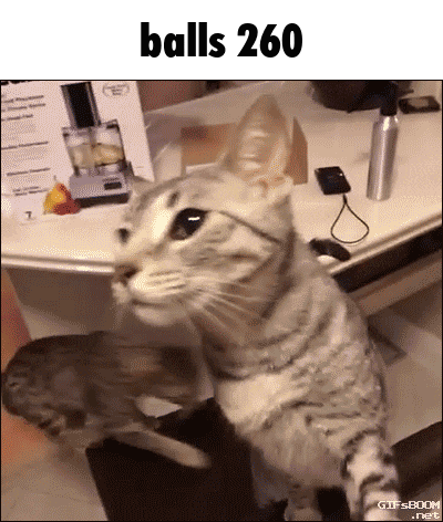 a cat is standing in front of a table with balls 260 written above it
