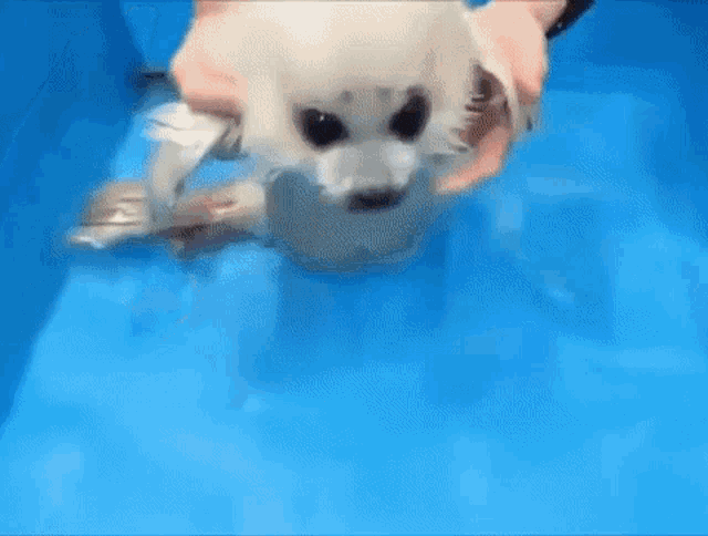 Baby Seal Seal Swim GIF - Baby Seal Seal Swim Jimin Baby Seal GIFs
