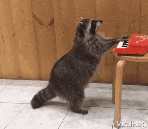 Viralhog Raccoon GIF - Viralhog Raccoon Piano GIFs