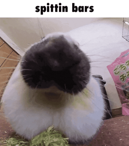 a picture of a rabbit with the words " spittin bars " above it