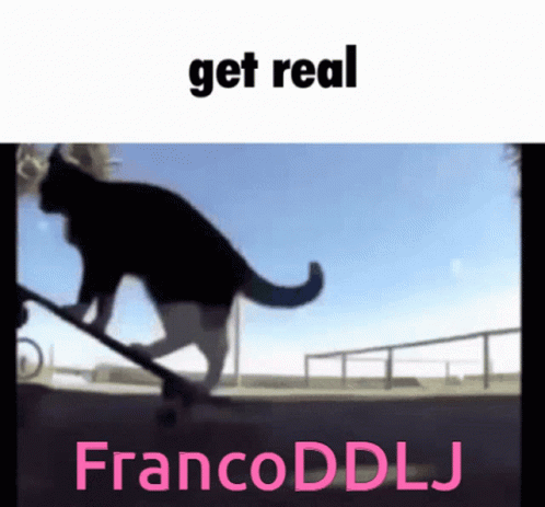 Franco Ddlj Cat GIF - Franco Ddlj Cat Skate GIFs