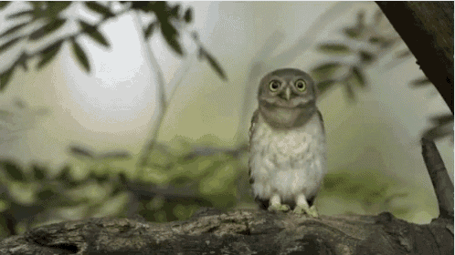 a small owl is sitting on top of a tree branch .