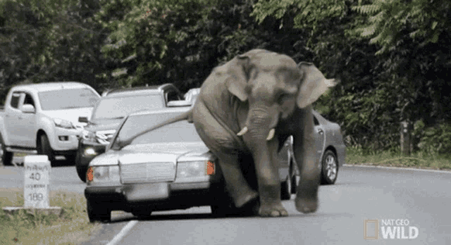 Elefant Car GIF