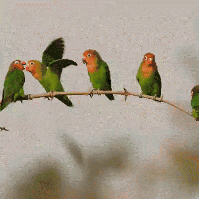 a group of green and orange birds perched on a tree branch