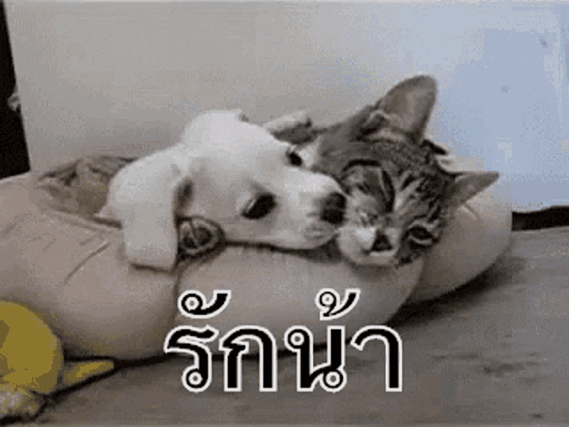 a cat and a puppy are laying on a pillow .