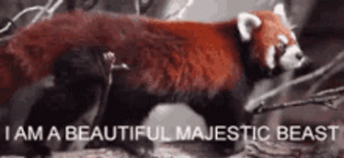 Red Panda Beautiful GIF - Red Panda Beautiful Animal GIFs
