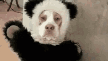 a dog is wearing a panda bear costume with a sad face .