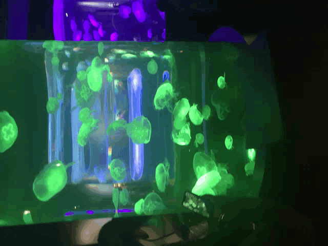 glow in the dark jellyfish are in a tank