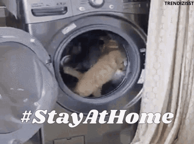 Stay Home Cat GIF - Stay Home Cat Bored GIFs