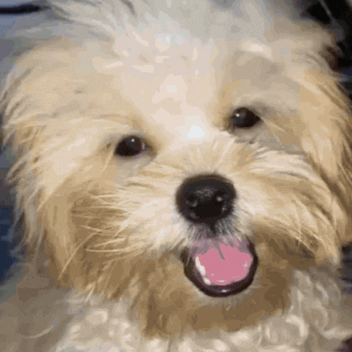 a small dog with a pink tongue sticking out