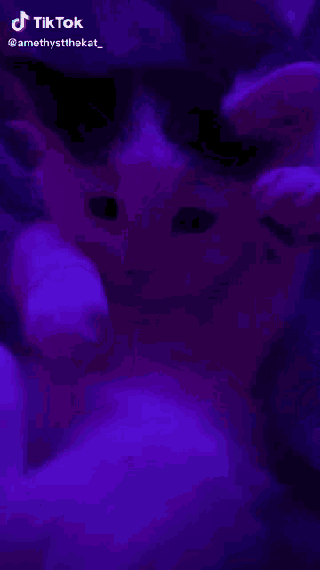 a tiktok video of a cat with purple lights