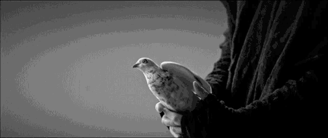 a person is holding a pigeon in their hands .